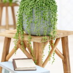 Hanging Pearl Chlorophytum Bonsai Type Potted Of Flower Plants Indoor Air Purification Home Garden Succulent 100pcs Seeds Hanging Pearl Chlorophytum Bonsai Type Potted Of Flower Plants Indoor Air Purification Home Garden Succulent 100pcs Seeds