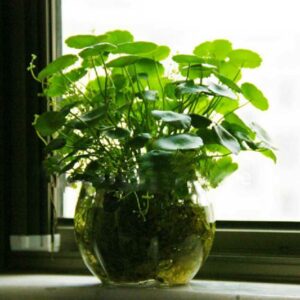 100 Water Plants Bonsai Raw Culture Gold Grass Species Four Seasons Germinate Easily Potted Hydrocotyle Vulgaris Seeds