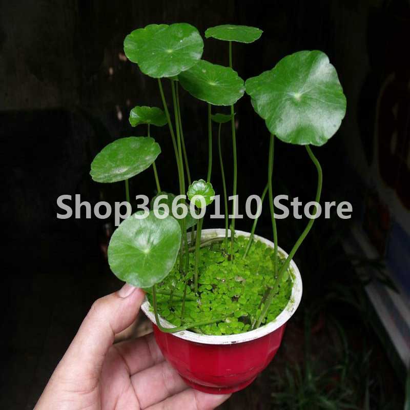 100 Gold Grass Seeds Four Seasons Easy Germination Hydrocotyle Vulgaris Ideal For Indoor And Outdoor Pots - 5