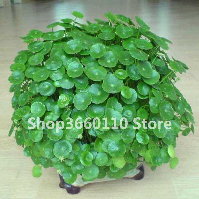 100 Gold Grass Seeds Four Seasons Easy Germination Hydrocotyle Vulgaris Ideal For Indoor And Outdoor Pots - 2