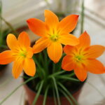 20 Bulb Color Mixing Zephyranthes Candida Bulbs Natural Growth Planting Home Garden Bonsai Plant Seeds - 5