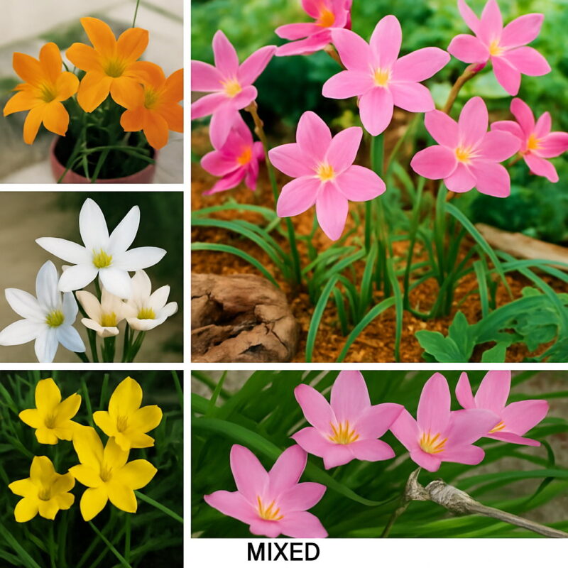 20 Bulb Color Mixing Zephyranthes Candida Bulbs Natural Growth Planting Home Garden Bonsai Plant Seeds