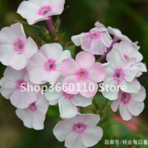 Garden Flower Seedsplants True Mixed Color Verbena Hybrida Bonsai Home Plants 100% Real Package - 2