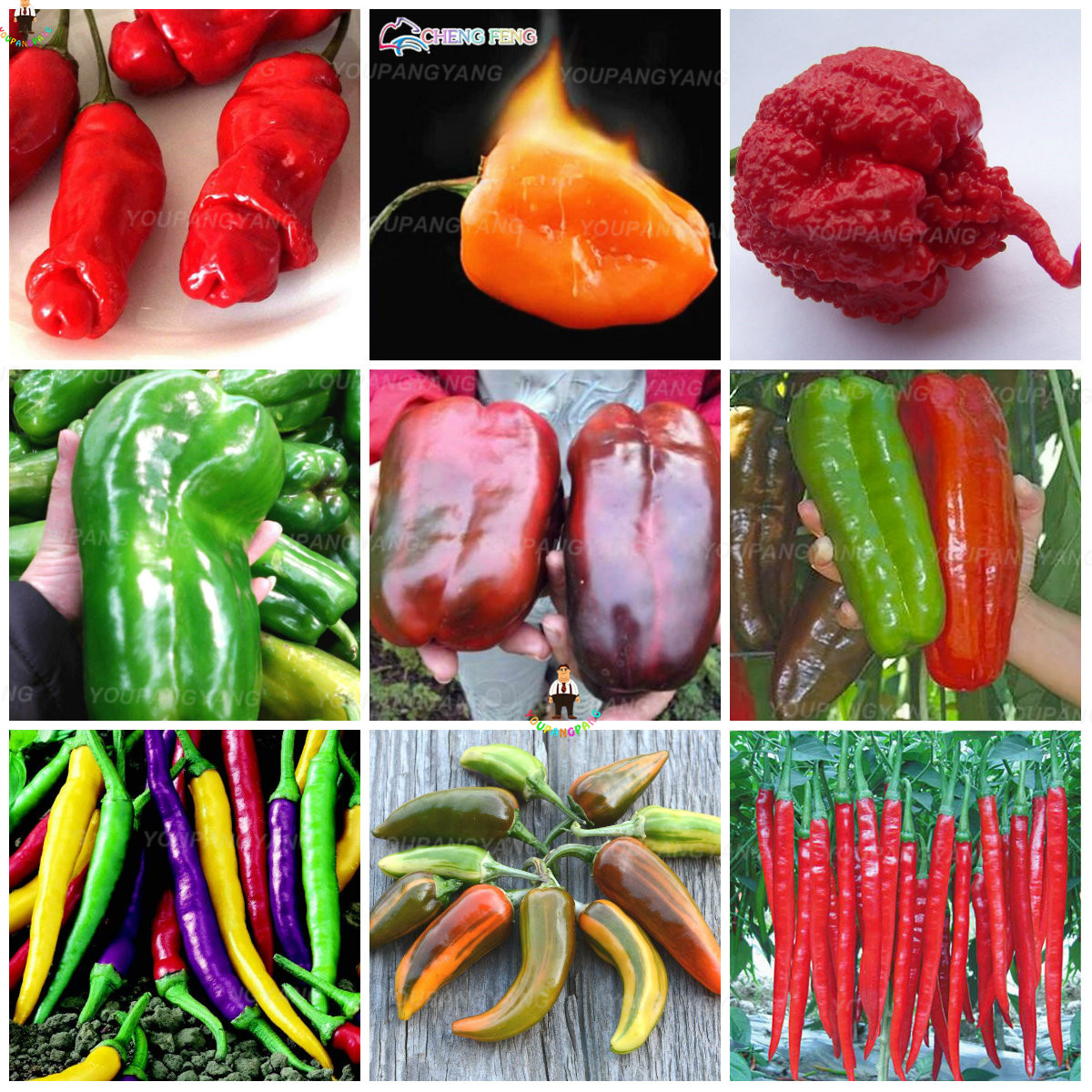 200pcs Spicy Red Chilli Pepper Seeds Delicious Fruit Vegetable Ingredients For Culinary Adventures - 6