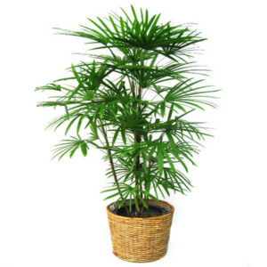 Hot Palm Bamboo Home Gardening 20pcs Lot Garden Bonsai Tree Plant S002 Seeds - 2