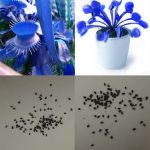 Hot Quality 500 Pcs Set Blue Flytrap Bonsai Dionaea Muscipula Venus Carnivorous Plants Giant Clip Insectivorous Plant Lc Seeds - 4