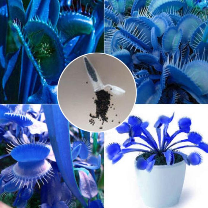 500piece Set Blue Venus Flytrap Dionaea Muscipula Seeds Giant Insecteating Species For Indoor Cultivation - 5