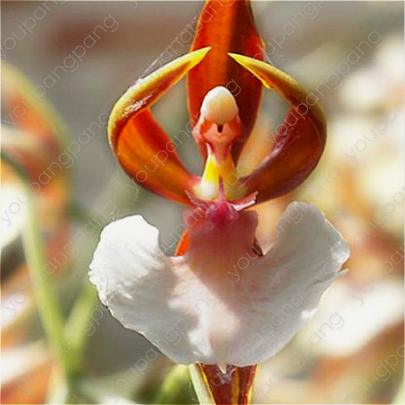 Exotic Japanese Monkey Face Orchid Diy Flowers Pot 200pcs Man Multiple Varieties Seeds Pack - 2