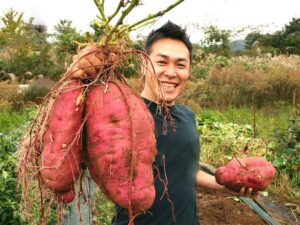 20pcs Vegetable Plantas Big Sweet Potatoes Potato By Farm Garden Seeds