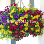 100pcs Seedsplants Outdoor Petunia Flower Garden Night Sky Bonsai Plantas Plant Balcony And Yard - 4