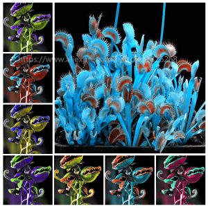 Home Garden 100pcs Plants Venus Fly Trap Dionaea Muscipula Carnivorous Plant Diy Semente Seeds - 2