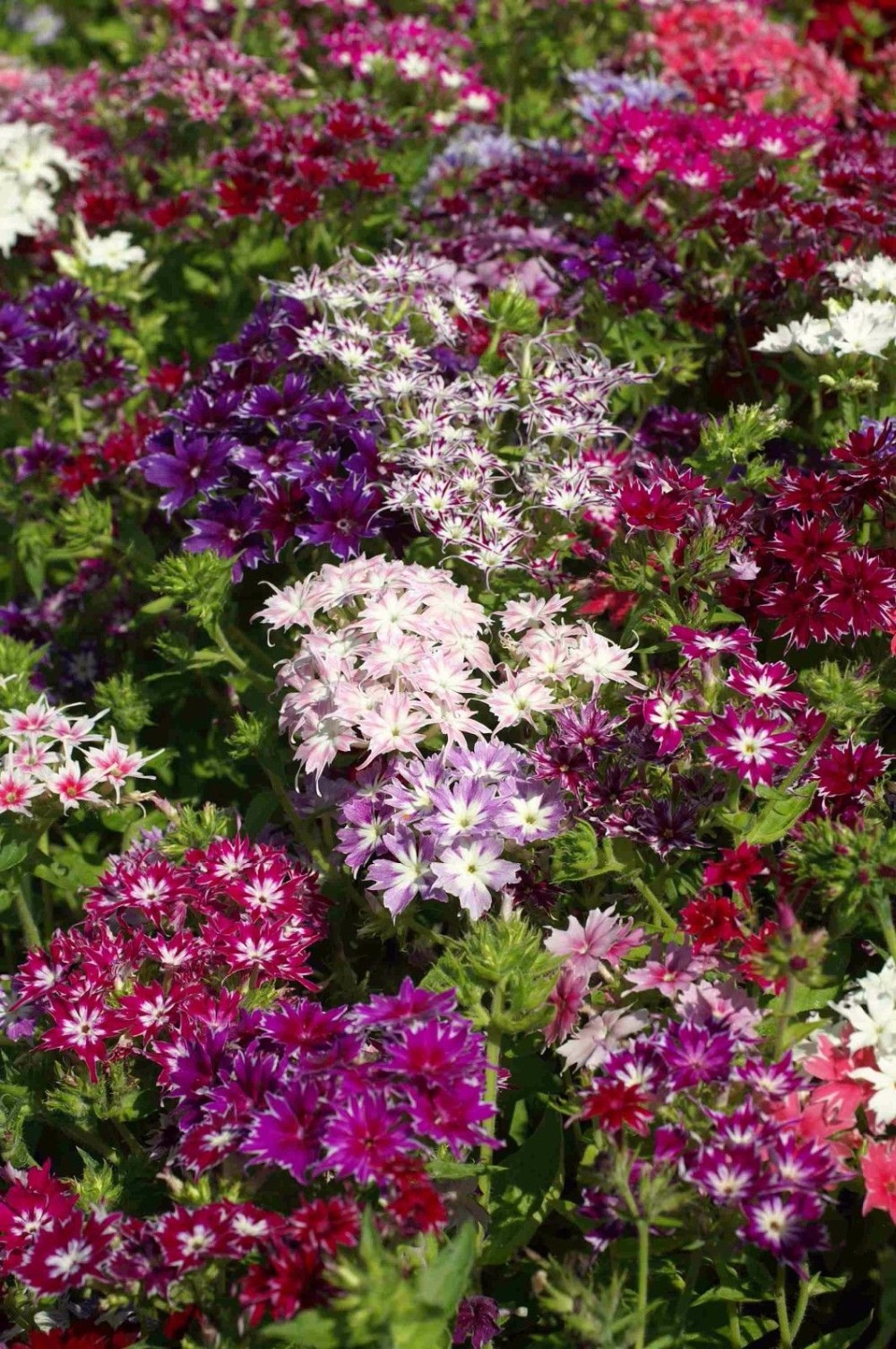 30pcs Blooming Phlox Drummondii Flower Seeds Perfect For Indooroutdoor Cultivation - 2