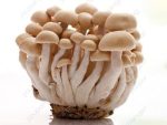 500pcs Mushroom Bonsai Funny Succlent Plant Amazing Health Vegetable Happy Farm Garden Decoration Seeds - 3