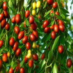 20pcs Giant Sweet Jujube Planting Bonsais Exotic Bonsai Potted Fruit Tree Plants Home Garden Decoration Seeds - 4 20pcs Giant Sweet Jujube Planting Bonsais Exotic Bonsai Potted Fruit Tree Plants Home Garden Decoration Seeds - 4