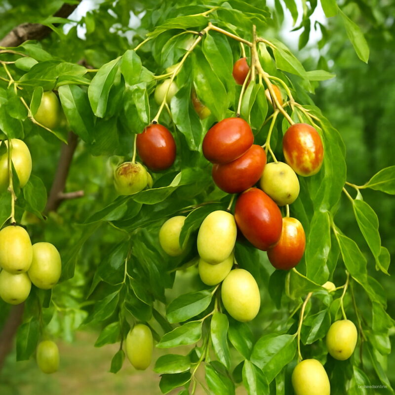 20pcs Giant Sweet Jujube Planting Bonsais Exotic Bonsai Potted Fruit Tree Plants Home Garden Decoration Seeds