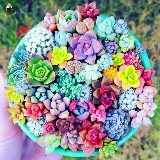 200pcs Mixed Lithops Flores Succulent Cactus Seeds Organic Bulk For Indoor Greenery - 1