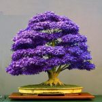 Hot 30 Pcs Maple Tree Bonsa Bonsai Blue Japanese Plants Home Garden And Balcony To Seeds - 6