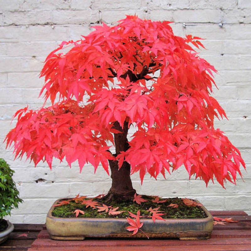 30 Pcs Blue Japanese Maple Tree Seeds For Balcony And Outdoor Spaces - 3