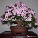 100 Pcs Seedsplants Japanese Azalea Bonsai Rhododendron Outdoor Flower Tree Diy Plant Home Garden To Gro - 4