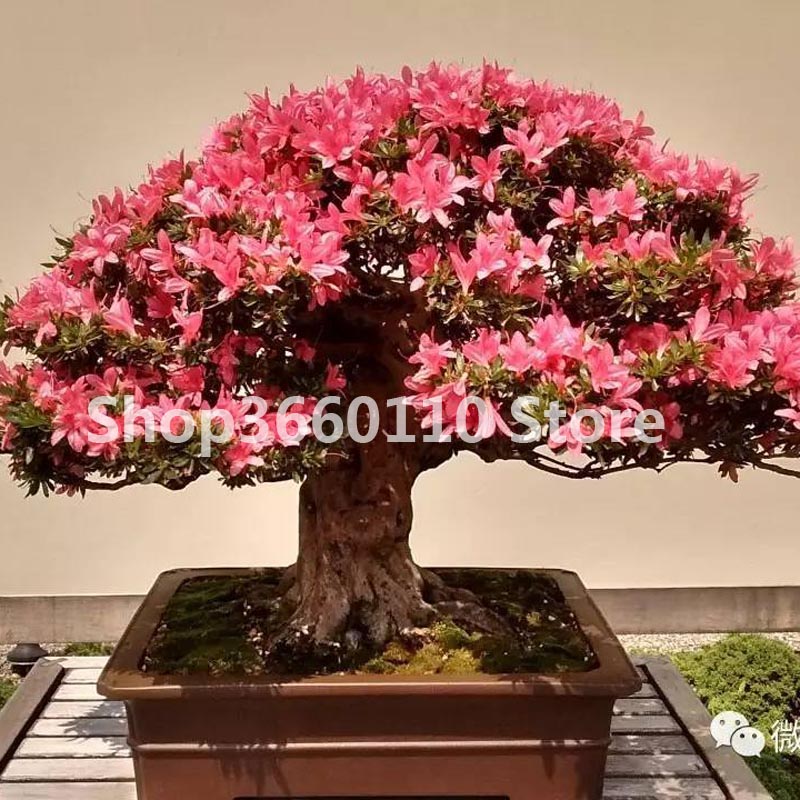 100 Pcs Japanese Azalea Rhododendron Seeds Outdoor Blooming Shrub Tree For Diy Landscaping - 6