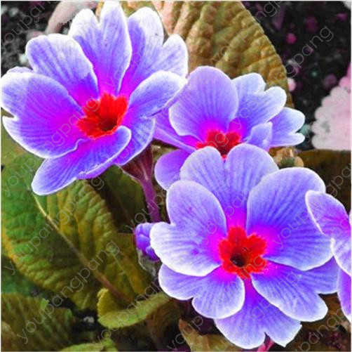 200pcs Primrose s European Primula Malacoides Flower Seeds Ideal For Outdoor Landscaping And Decoration - 4