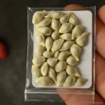 30pcs Bonsai Orange Potted Tangerine Citrus Fruit Dwarf Tree Indoor Plant Home Garden Plants Seeds - 6