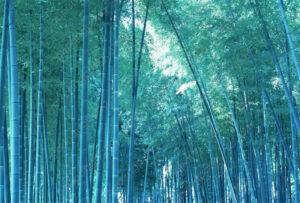 Chinese Blue Bamboo Bonsai Perfect Ornamental Diy Home Garden Plant Shoots 50pcs Seeds - 2