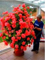 100pcs Climbing Geranium Pelargonium Peltatum Tree Bonsai Perennial Flower Indoor Rooms Garden Potted Plant Seeds - 5