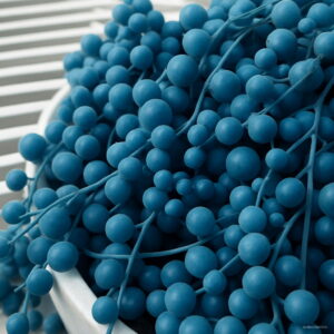 200pcs Blue Pearl Chlorophytum Bonsai Office Desktop Flowers Succulents Anti-radiation Computer Potted Plants Purify Air Seeds - 2