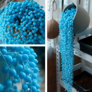 200pcs Blue Pearl Chlorophytum Bonsai Office Desktop Flowers Succulents Anti-radiation Computer Potted Plants Purify Air Seeds