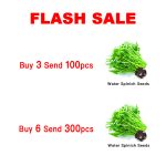 Strawberry Seeds Plant Bonsai Fruit Plants Succulent Seedsplants Vegetables Outdoor 200pcs Climbing Seedlings Garden - 6
