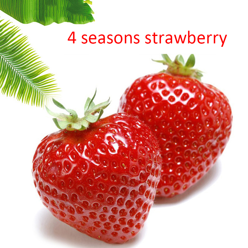 Strawberry Seedlings Fruit 200pcs Climbing Succulent Vegetables For Outdoor Landscaping Patio Decor - 1
