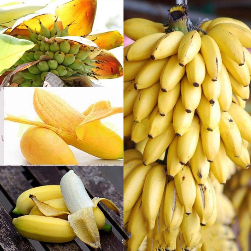 100 pcs Mini Dwarf Banana Bonsai Tree Mini Banana Seedsplants Outdoor