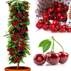 Bonsai Tree Cherry Seedsplants Organic Fruit Plant Plants High Sementes` Plantas In The Garden