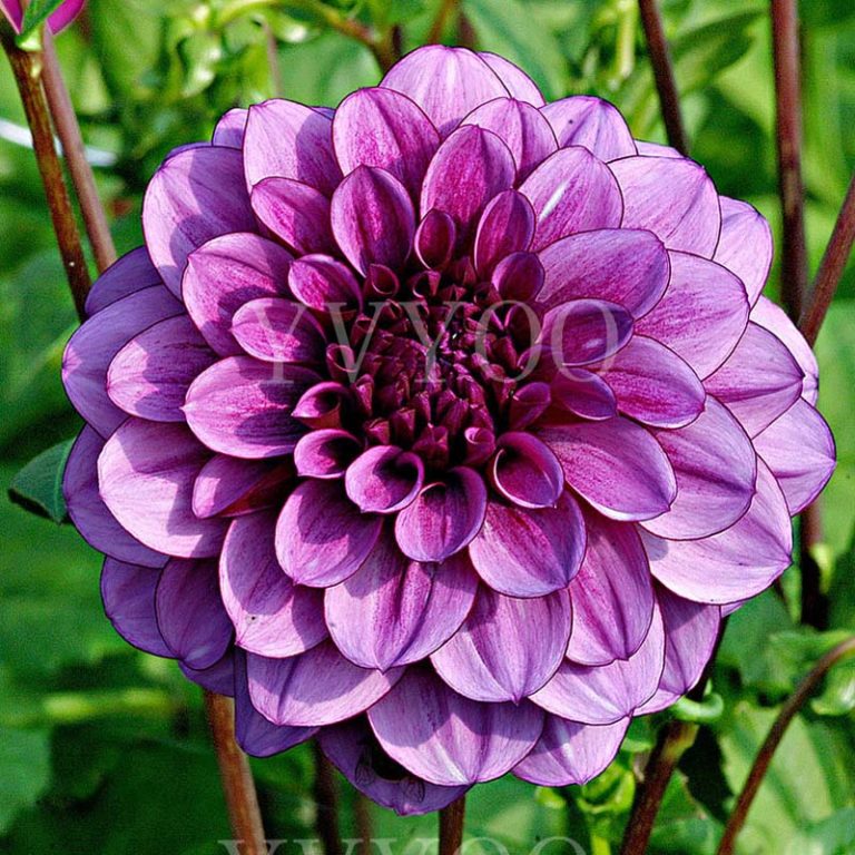 Dahlia Flower Seeds 40 Pcs Colorful Outdoor
