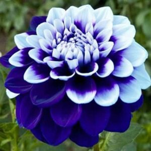 40 Pcs Bonsai Colorful Dahlia Flower Outdoor Tree Charming Not Bulbs Home Garden Potted Plant Seeds
