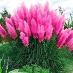 100pcs Impressive Purple Pampas Grass Bonsais Ornamental Home Garden Plants Flowers Bonsai Cortaderia Selloana Seeds - 2