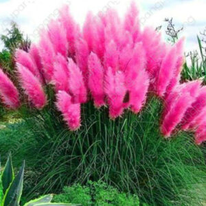 100pcs Impressive Purple Pampas Grass Bonsais Ornamental Home Garden Plants Flowers Bonsai Cortaderia Selloana Seeds - 2