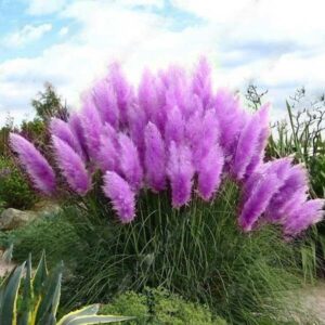 100pcs Impressive Purple Pampas Grass Bonsais Ornamental Home Garden Plants Flowers Bonsai Cortaderia Selloana Seeds