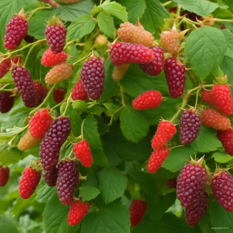 Triple Crown Giant Blackberry Seeds 100pcs Heirloom