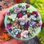 500pcs Mix Lithops Flores Living Stones Succulent Cactus Organic Garden Bulk Plante Bonsai Plantas Indoor Plant Seeds