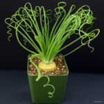 200pcs Spring Grass Bonsai Succulents Plant Diy Potted Garden Home Exotic Plants Spiral Ornamental Seeds - 4