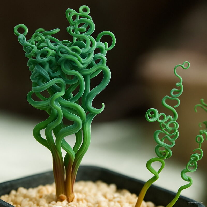 200pcs Spring Grass Bonsai Succulents Plant Diy Potted Garden Home Exotic Plants Spiral Ornamental Seeds