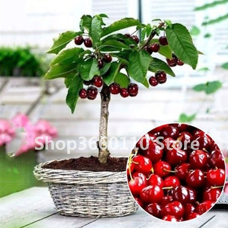 Australian Black Cherry Tree Seeds For Indooroutdoor Cultivation And Fruit Production - 3