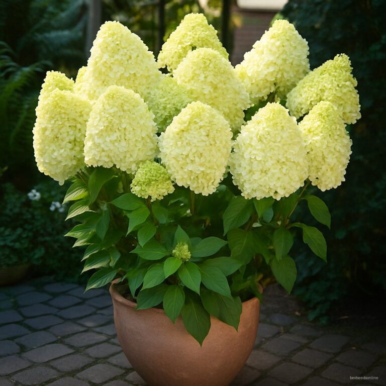 20pcs Pack Hydrangea Paniculata Vanilla Fraise Strawberry Bonsai Flower Potted Plants Home