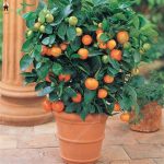 10 Pcs Orange Flores Fruit Citrus Plant Bonsai Mandarin Bonsais Tree Plantas Healthy Food Home Garden To Seeds - 6