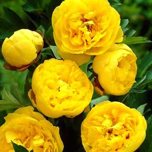 20 Pcs Bonsai Peony Garden Flower Seedsplants Flowers Outdoor Terrace Courtyard Paeonia Home Decor A003 - 2