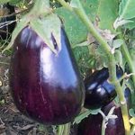 100 Pcs Seedsplants Black Eggplant Bonsai Exotic Aubergine Organic Fruit Vegetable Plant Home Garden - 5