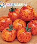 200pcs Sweet Tasty Tomato Potted Planting Bonsais Food Balcony Plants Bonsai Vegetables Garden Decoration Seeds - 5