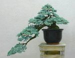 Loss 10 Pcs Chinese Evergreen Cedar Plant Bonsai Beautiful Indoor Decoration Natural Perennial Pine Authentic De Seeds - 3